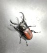 画像2: マイシカクワガタ　♂５２ｍｍ／♀３３ｍｍ成虫ペア　 (2)