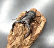画像2: アマミノコギリクワガタ　♂７２ｍｍ／♀３９ｍｍ　成虫ペア　 (2)
