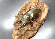 画像3: モセリオウゴンオニクワガタ　♂６３ｍｍ／♀４３ｍｍ成虫ペア (3)