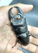 画像3: スマトラヒラタ（アチェ）　♂９５ｍｍA′品／♀５１ｍｍ成虫ペア　 (3)