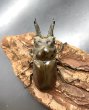画像2: モセリオウゴンオニクワガタ　♂６３ｍｍ／♀４３ｍｍ成虫ペア (2)