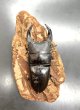 画像3: オオクワガタ（元木ＳＰ）　♂７３ｍｍ／♀５２ｍｍ成虫ペア　 (3)