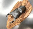 画像2: オオクワガタ（元木ＳＰ）　♂７６ｍｍ／♀５１ｍｍ成虫ペア　 (2)