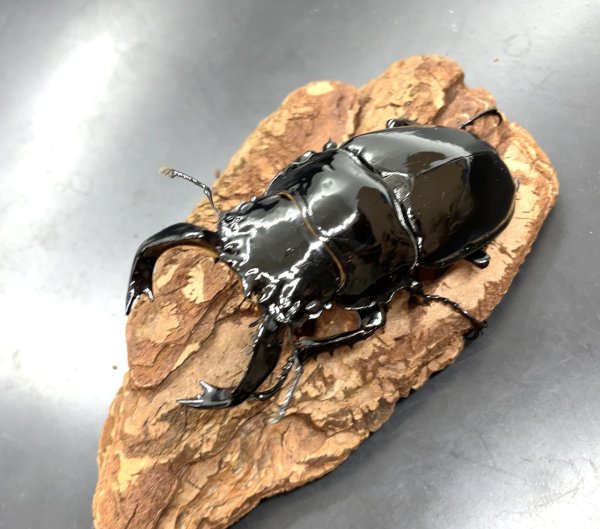 画像1: タランドゥスオオツヤクワガタ　♂８２ｍｍ／♀５０ｍｍ成虫ペア　 (1)