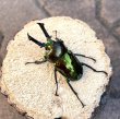 画像2: ニジイロクワガタ（グリーンピカール）♂５２ｍｍ♀３６ｍｍ成虫ペア (2)