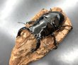 画像2: タランドゥスオオツヤクワガタ　♂８３ｍｍ／♀５１ｍｍ成虫ペア　 (2)