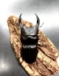 画像3: オオクワガタ（川西市）　♂７３ｍｍ／♀４４ｍｍ成虫ペア　 (3)