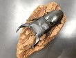 画像1: オオクワガタ（元木ＳＰ）　♂８２ｍｍ／♀５３ｍｍ成虫ペア　 (1)