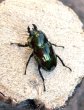 画像4: ニジイロクワガタ（グリーンピカール）♂５２ｍｍ♀３６ｍｍ成虫ペア (4)