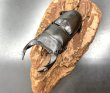 画像1: オオクワガタ（元木ＳＰ）　♂７６ｍｍ／♀５１ｍｍ成虫ペア　 (1)