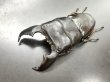 画像2: スマトラヒラタ（アチェ）　♂９５ｍｍA′品／♀５１ｍｍ成虫ペア　 (2)