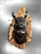 画像3: タランドゥスオオツヤクワガタ　♂８３ｍｍ／♀５１ｍｍ成虫ペア　 (3)