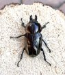 画像2: ニジイロクワガタ（ブラウンピカール）♂４４ｍｍ♀３８ｍｍ成虫ペア (2)
