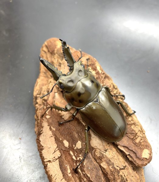 画像1: モセリオウゴンオニクワガタ　♂６３ｍｍ／♀４３ｍｍ成虫ペア (1)