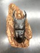 画像3: オオクワガタ（元木ＳＰ）　♂７６ｍｍ／♀５１ｍｍ成虫ペア　 (3)