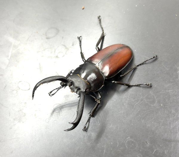 画像1: マイシカクワガタ　♂５２ｍｍ／♀３３ｍｍ成虫ペア　 (1)