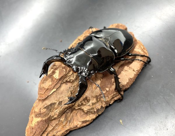 画像1: タランドゥスオオツヤクワガタ　♂８３ｍｍ／♀５１ｍｍ成虫ペア　 (1)