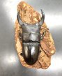 画像3: オオクワガタ（元木ＳＰ）　♂８２ｍｍ／♀５３ｍｍ成虫ペア　 (3)