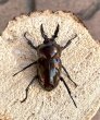 画像1: ニジイロクワガタ（ブラウンピカール）♂４４ｍｍ♀３８ｍｍ成虫ペア (1)