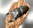 画像2: オオクワガタ（元木ＳＰ）　♂７３ｍｍ／♀５２ｍｍ成虫ペア　 (2)