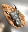 画像2: オオクワガタ（元木ＳＰ）　♂８２ｍｍ／♀５３ｍｍ成虫ペア　 (2)