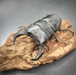 画像5: ■極太血統■ホペイオオクワガタ　♂７７ｍｍ／♀４６ｍｍ　成虫ペア (5)