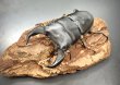 画像4: ■極太血統■ホペイオオクワガタ　♂７７ｍｍ／♀４６ｍｍ　成虫ペア (4)