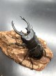 画像1: インターメディアツヤクワガタ　♂８４ｍｍ単品 (1)