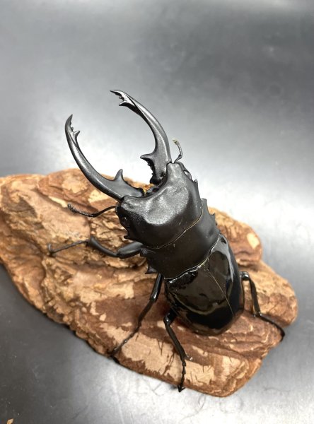 画像1: インターメディアツヤクワガタ　♂８４ｍｍ単品 (1)