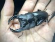 画像2: ■極太血統■ホペイオオクワガタ　♂７７ｍｍ／♀４３ｍｍ　成虫ペア (2)