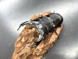 画像3: インドアンタエウス　♂８３ｍｍ／♀４６ｍｍ　成虫ペア　 (3)