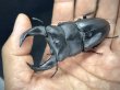 画像2: ■極太血統■ホペイオオクワガタ　♂７７ｍｍ／♀４６ｍｍ　成虫ペア (2)
