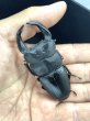 画像2: ■極太血統■ホペイオオクワガタ　♂７５ｍｍ／♀４５ｍｍ　成虫ペア (2)