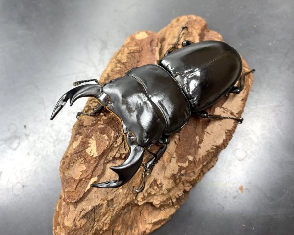 画像1: インドアンタエウス（サディア）　♂７６ｍｍ／♀４４ｍｍ　成虫ペア　 (1)