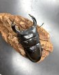画像2: インドアンタエウス　♂７８ｍｍ／♀４５ｍｍ　成虫ペア　 (2)