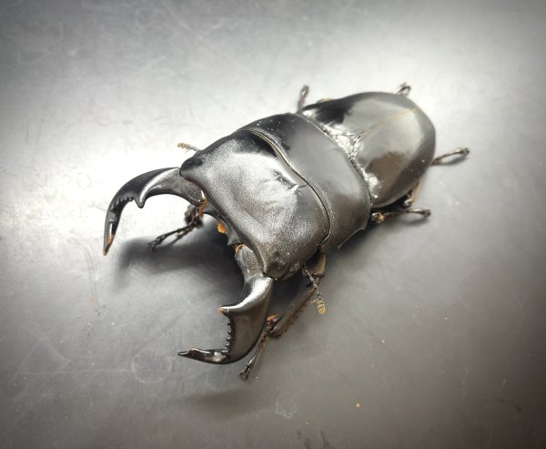 画像2: ダイオウヒラタ　♂８１ｍｍ／♀４６ｍｍ成虫ペア　 (2)