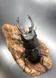 画像2: インターメディアツヤクワガタ　♂８４ｍｍ単品 (2)