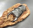 画像3: ■極太血統■ホペイオオクワガタ　♂７２ｍｍ／♀４３ｍｍ　成虫ペア (3)