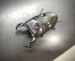 画像3: ダイオウヒラタ　♂８３ｍｍ／♀３９ｍｍ成虫ペア　 (3)