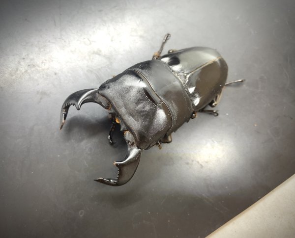 画像3: ダイオウヒラタ　♂８１ｍｍ／♀４６ｍｍ成虫ペア　 (3)