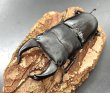 画像2: ■極太血統■ホペイオオクワガタ　♂７２ｍｍ／♀４３ｍｍ　成虫ペア (2)