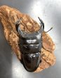 画像3: インドアンタエウス　♂７８ｍｍ／♀４５ｍｍ　成虫ペア　 (3)