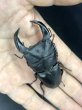 画像2: ■極太血統■ホペイオオクワガタ　♂７４ｍｍ／♀４４ｍｍ　成虫ペア (2)