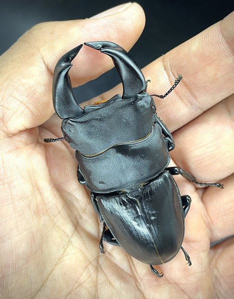 画像1: ■極太血統■ホペイオオクワガタ　♂７２ｍｍ／♀４３ｍｍ　成虫ペア (1)
