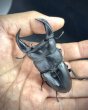 画像1: ■極太血統■ホペイオオクワガタ　♂７７ｍｍ／♀４６ｍｍ　成虫ペア (1)