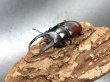 画像2: ドンキエルコクワガタ（原名亜種：赤ドンキ）　♂６４ｍｍ／♀４１ｍｍ成虫ペア　 (2)