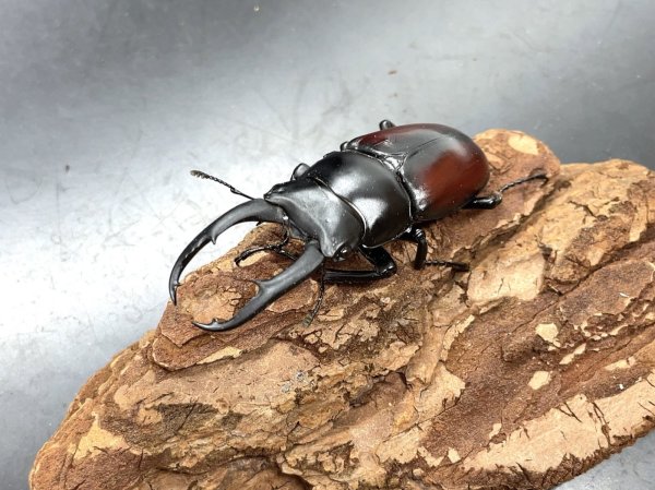 画像2: ドンキエルコクワガタ（原名亜種：赤ドンキ）　♂６０ｍｍ／♀３５ｍｍ成虫ペア　 (2)