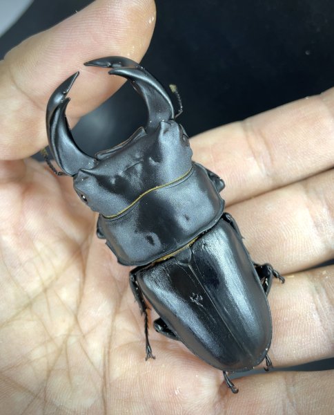 画像1: ■極太血統■ホペイオオクワガタ　♂７７ｍｍ／♀４３ｍｍ　成虫ペア (1)