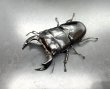 画像1: ブータンアンタエウス　♂８４ｍｍ／♀５２ｍｍ成虫ペア　 (1)