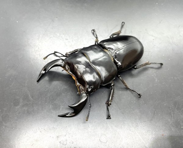 画像1: ブータンアンタエウス　♂８４ｍｍ／♀５２ｍｍ成虫ペア　 (1)
